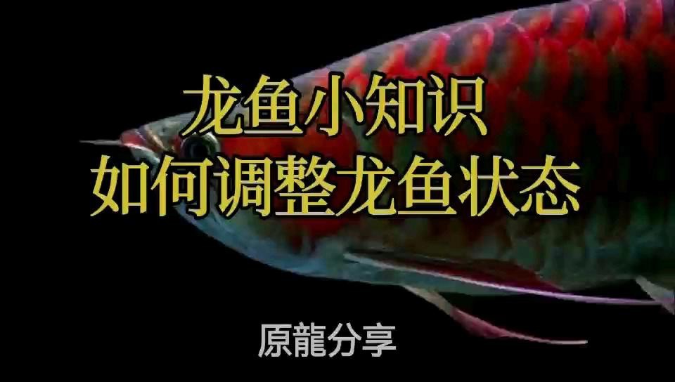 如何改善紅龍魚的狀態？|如何改善紅龍魚的狀態