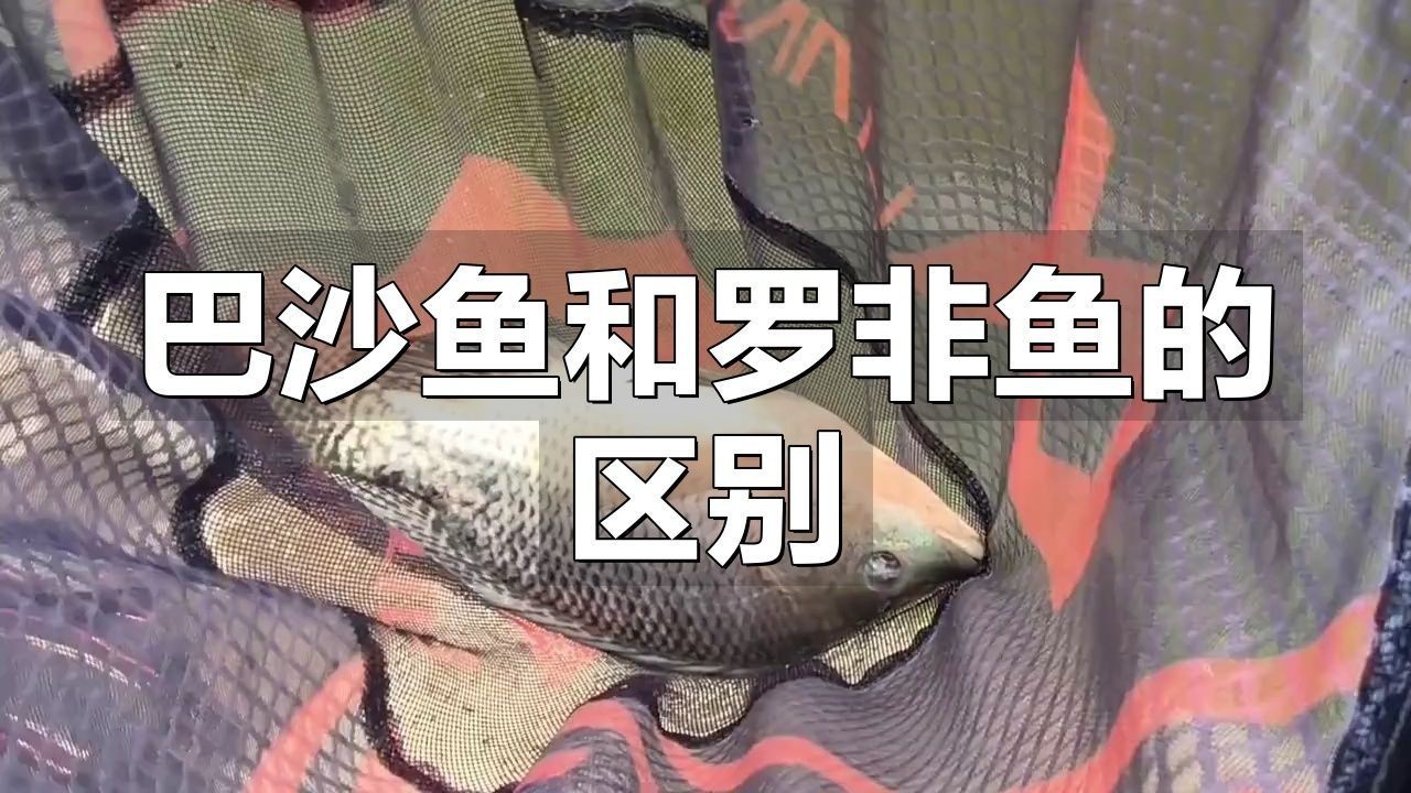 龍利魚和巴沙魚區別|巴沙魚和龍利魚的區別