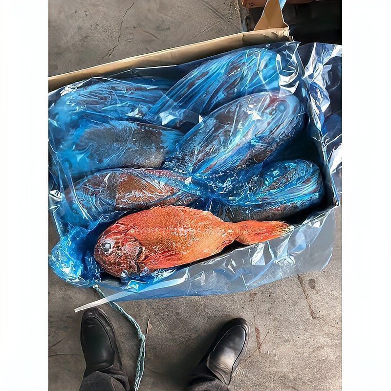 鯛魚屬于什么檔次的魚類|萌寵才藝展示鯛魚是什么檔次的魚復禾健康盤點