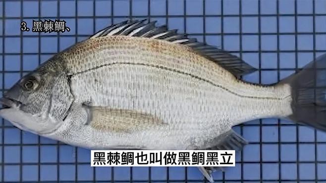 鯛魚屬于什么檔次的魚類|萌寵才藝展示鯛魚是什么檔次的魚復禾健康盤點