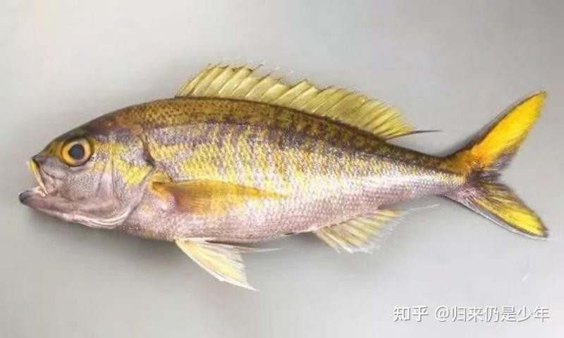 鯛魚屬于什么檔次的魚類|萌寵才藝展示鯛魚是什么檔次的魚復禾健康盤點