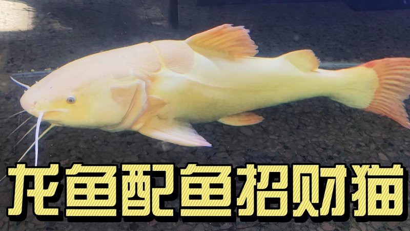 招財貓魚和龍魚的最佳混養比例|招財貓魚與龍魚混養需特別注意體型匹配和空間分配