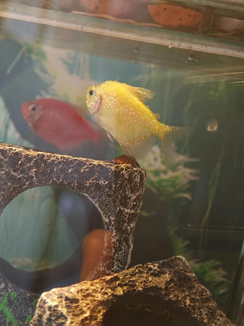 龍魚眼眼白點病圖片|智能模式回答完成調用工具：百度健康