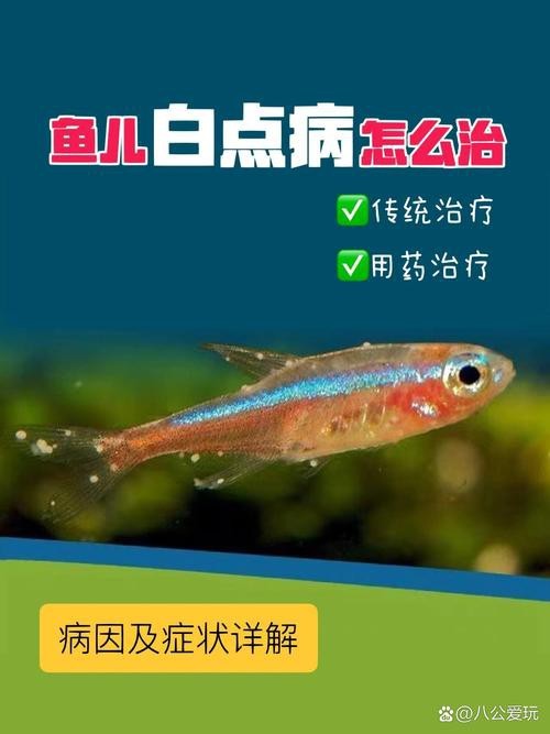 龍魚眼眼白點病圖片|智能模式回答完成調用工具：百度健康