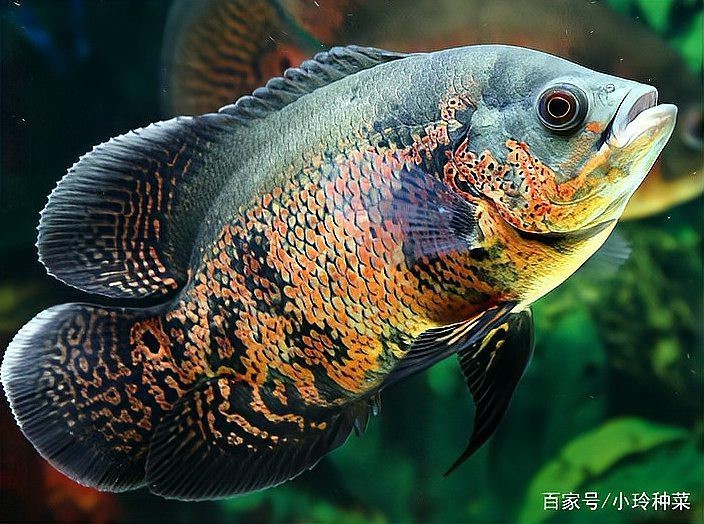 地圖魚壽命能活幾年|地圖魚的壽命受多種因素影響在理想條件下可達10年左右