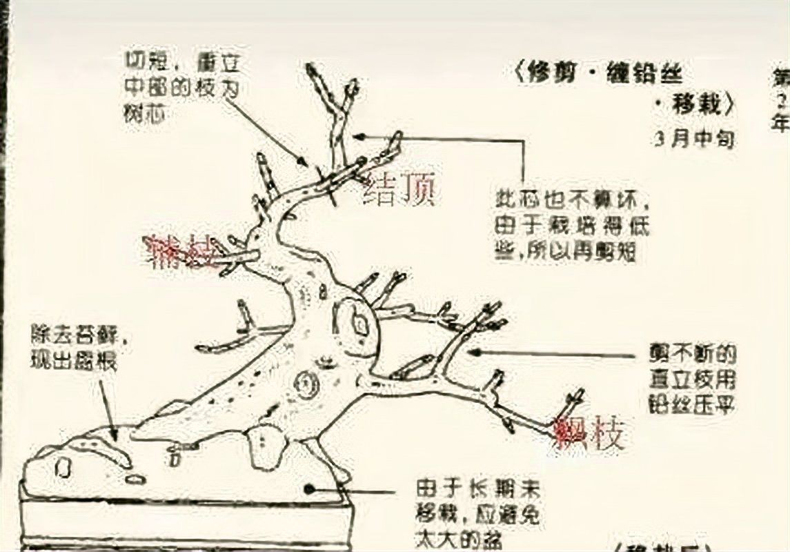 辣椒整枝打杈方法|老張侃三農，辣椒整枝打杈，要牢記8點，不然有花也坐不住果