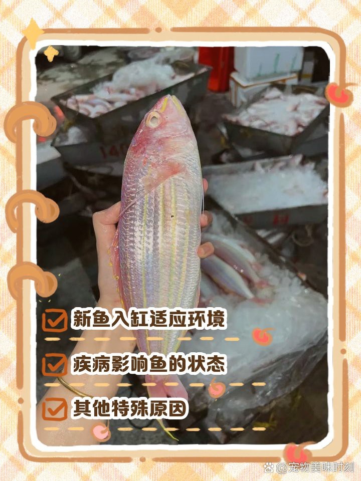 龍魚在中下層游是怎么回事|應激異常的游動行為解析