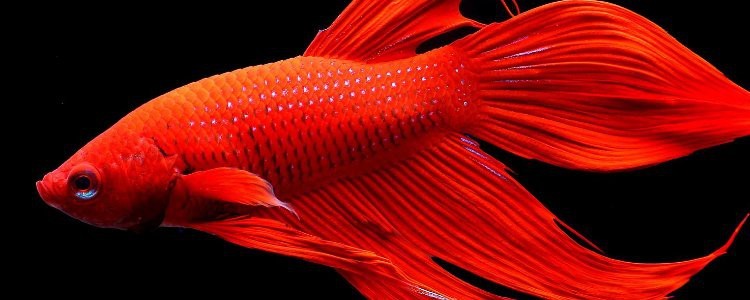 龍魚在中下層游是怎么回事|應激異常的游動行為解析