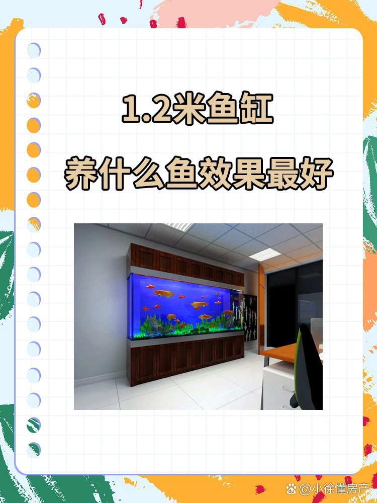 客廳魚缸1.2米適合養什么魚|1.2米米魚缸適合養什么魚