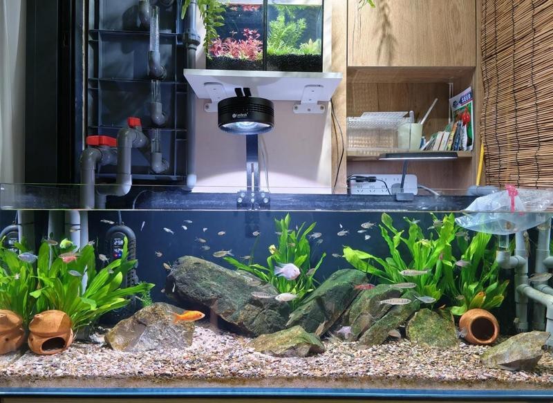 客廳魚缸1.2米適合養什么魚|1.2米米魚缸適合養什么魚