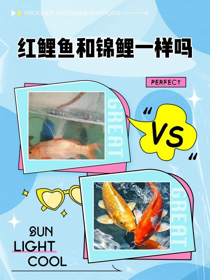 紅魚是鯉魚還是鯽魚|紅魚和鯉魚有何區別