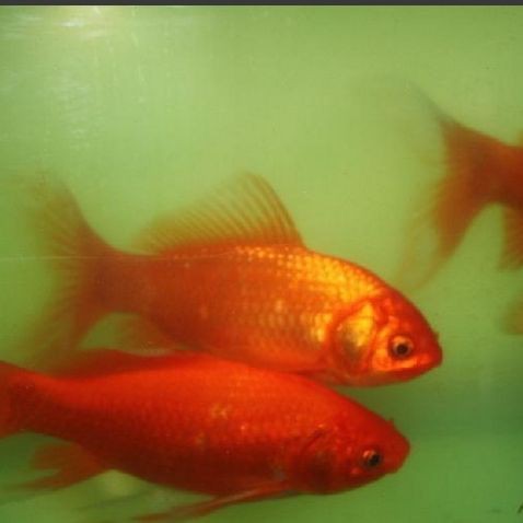紅魚是鯉魚還是鯽魚|紅魚和鯉魚有何區別