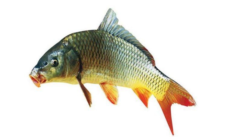 紅魚是鯉魚還是鯽魚|紅魚和鯉魚有何區別
