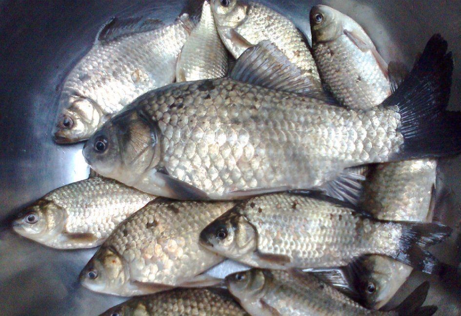 紅魚是鯉魚還是鯽魚|紅魚和鯉魚有何區別