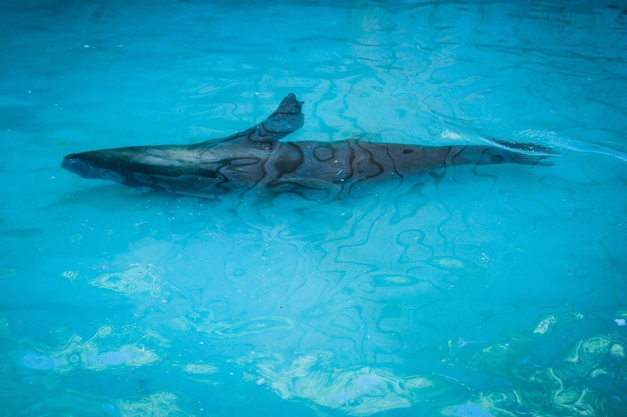 維西水族店|維西傈僳族自治縣現有兩家主要水族館，均位于保和鎮
