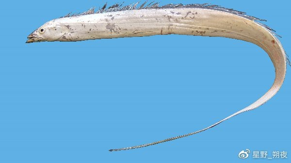 青島魚圖片大全大圖|青島海洋文明史