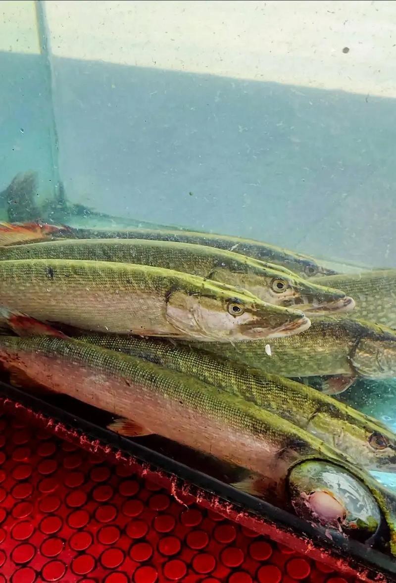 金龍魚(yú)吃活泥鰍會(huì)有什么癥狀，金龍魚(yú)吃活泥鰍會(huì)有什么癥狀？