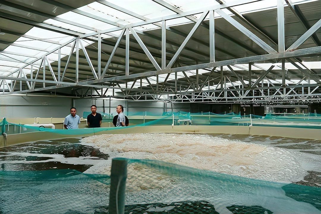 西疇龍魚店|西疇縣有沒有龍魚養殖場