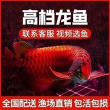 辣椒紅龍魚幼魚的價格是多少？|辣椒紅龍魚價格怎么樣