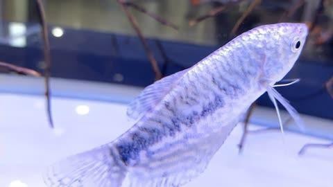曼龍魚繁殖需要注意什么？|曼龍魚怎么繁殖，曼龍魚繁殖全過程揭秘