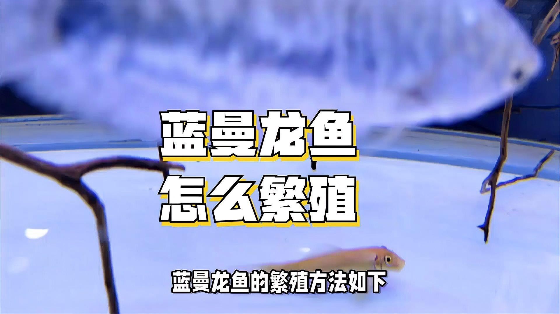 曼龍魚繁殖需要注意什么？|曼龍魚怎么繁殖，曼龍魚繁殖全過程揭秘