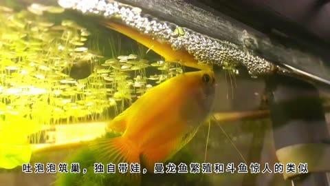 曼龍魚繁殖需要注意什么？|曼龍魚怎么繁殖，曼龍魚繁殖全過程揭秘