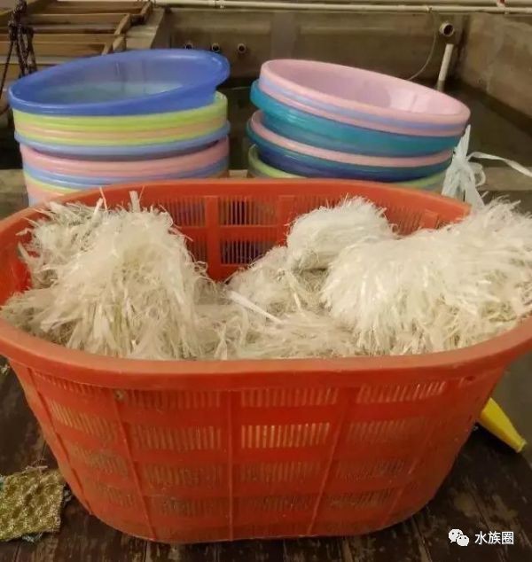 金龍魚多大就不爬背了|金龍魚的生長特征和爬背規律