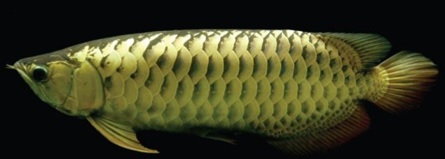 金龍魚多大就不爬背了|金龍魚的生長特征和爬背規律