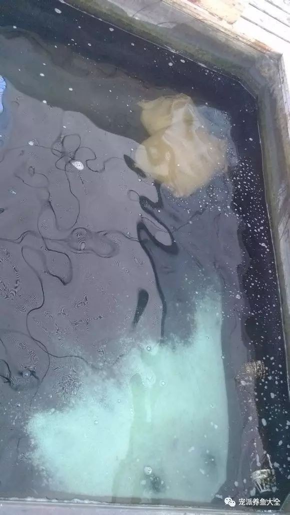 魚趴缸底最簡單三個藥|最簡單有效的三種藥物及綜合治療方案