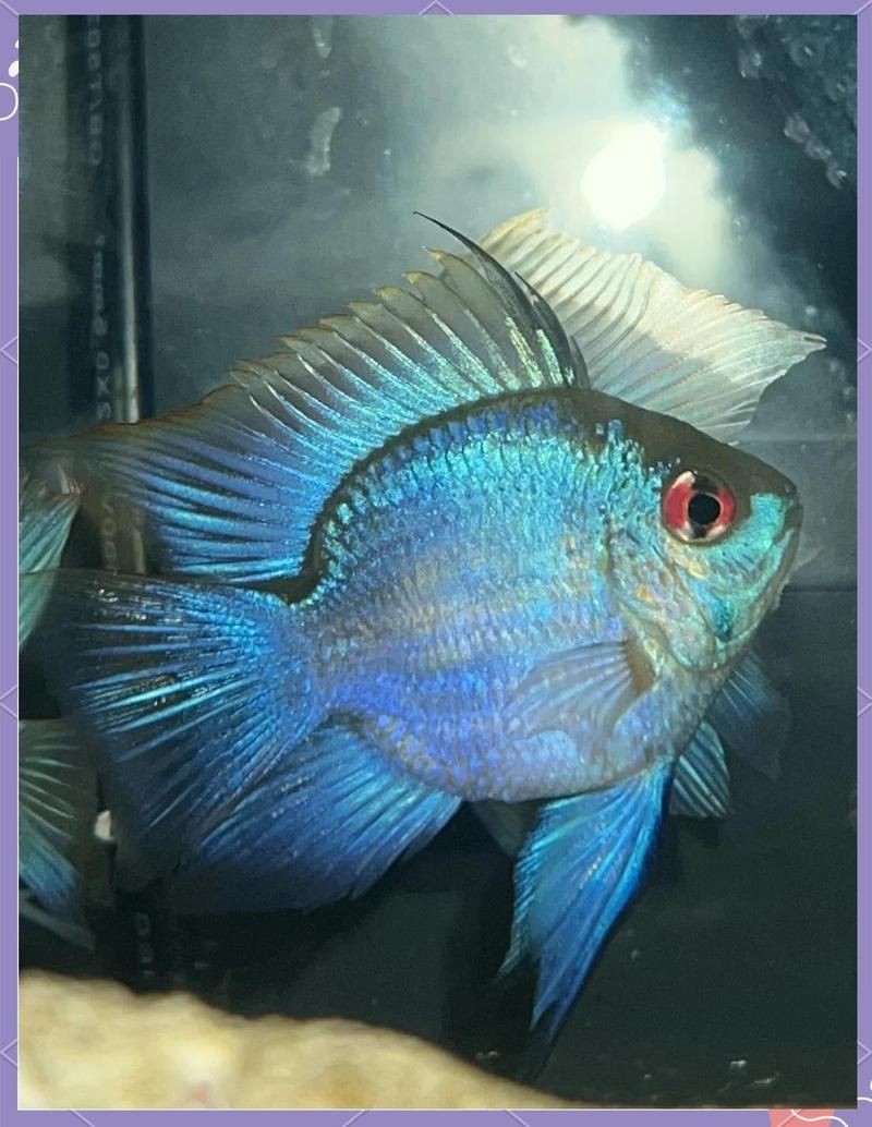 荷蘭鳳凰適合家庭養嗎|荷蘭鳳凰魚屬于南美短鯛魚，顏值高但不是很好養