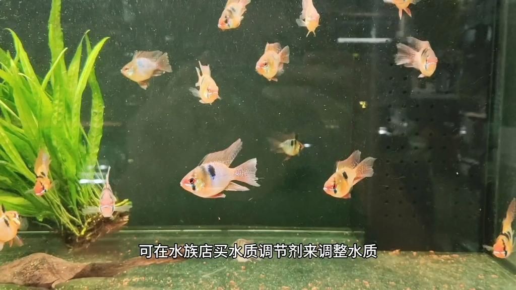 荷蘭鳳凰適合家庭養嗎|荷蘭鳳凰魚屬于南美短鯛魚，顏值高但不是很好養