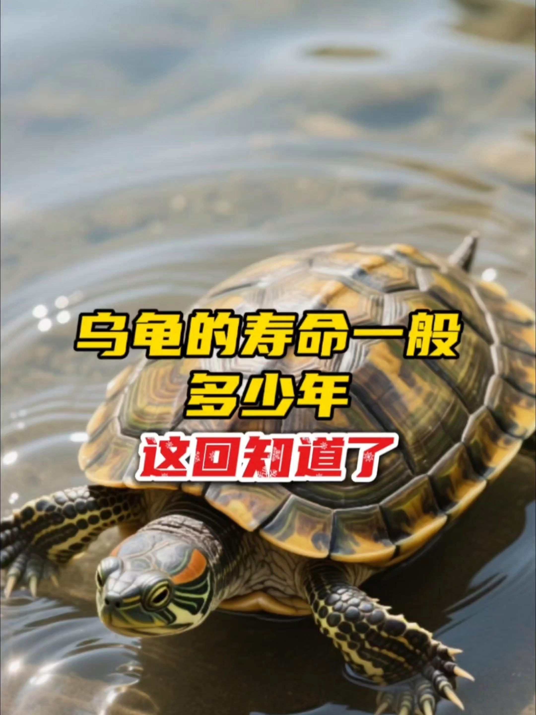 龍魚和烏龜的壽命分別有多長？|龍魚和烏龜的壽命