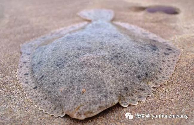 多寶魚屬于淡水魚還是海魚|多寶魚是海魚還是淡水魚