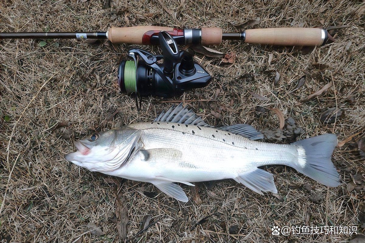 虎頭魚是海魚還是淡水魚|7月最好釣的4種虎頭魚