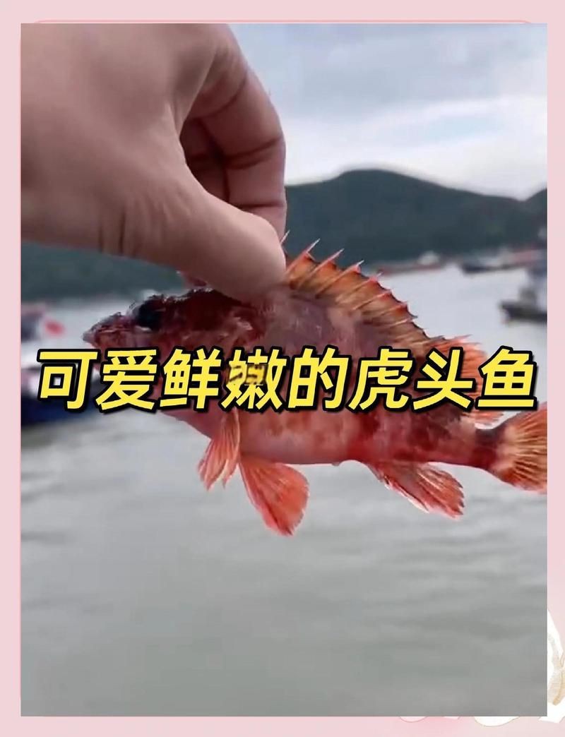 重慶龍魚批發市場電話多少啊【請問重慶龍魚批發市場的聯系電話是什么？】