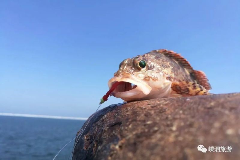 虎頭魚是海魚還是淡水魚|7月最好釣的4種虎頭魚