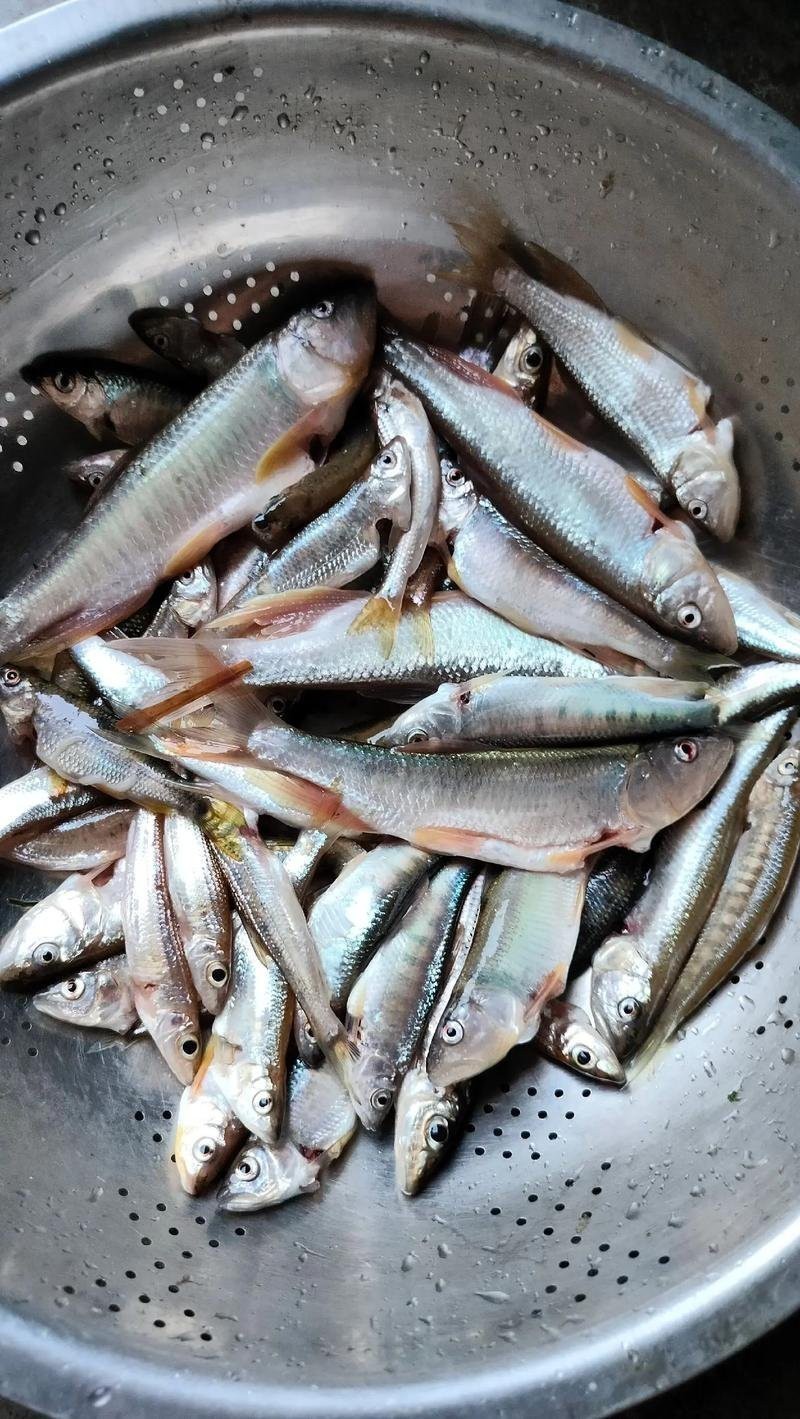 屬龍人家中養(yǎng)魚吉利嗎|關(guān)于屬龍人家中養(yǎng)魚的吉兇問(wèn)題，風(fēng)水命理領(lǐng)域存在不同觀點(diǎn)