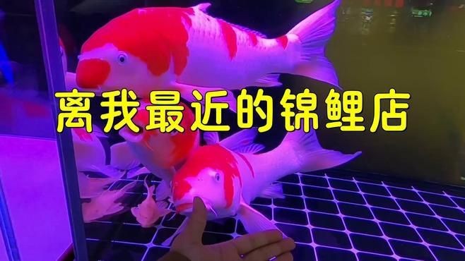哪里可以購買到優質的20公分錦鯉？|購買20公分優質錦鯉可通過以下渠道