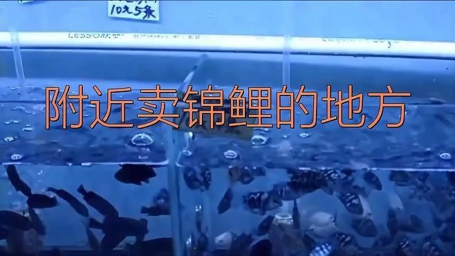 哪里可以購買到優質的20公分錦鯉？|購買20公分優質錦鯉可通過以下渠道