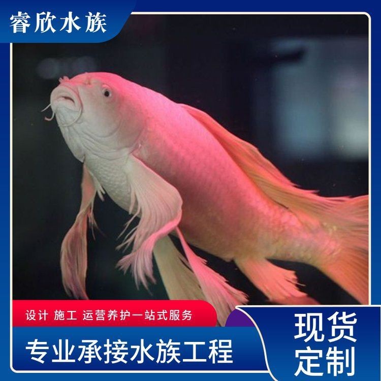 哪里可以購買到優質的20公分錦鯉？|購買20公分優質錦鯉可通過以下渠道