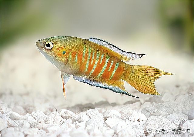 龍魚趴缸是冬眠嗎？|智能模式回答完成調用工具：龍魚趴缸不屬于冬眠狀態