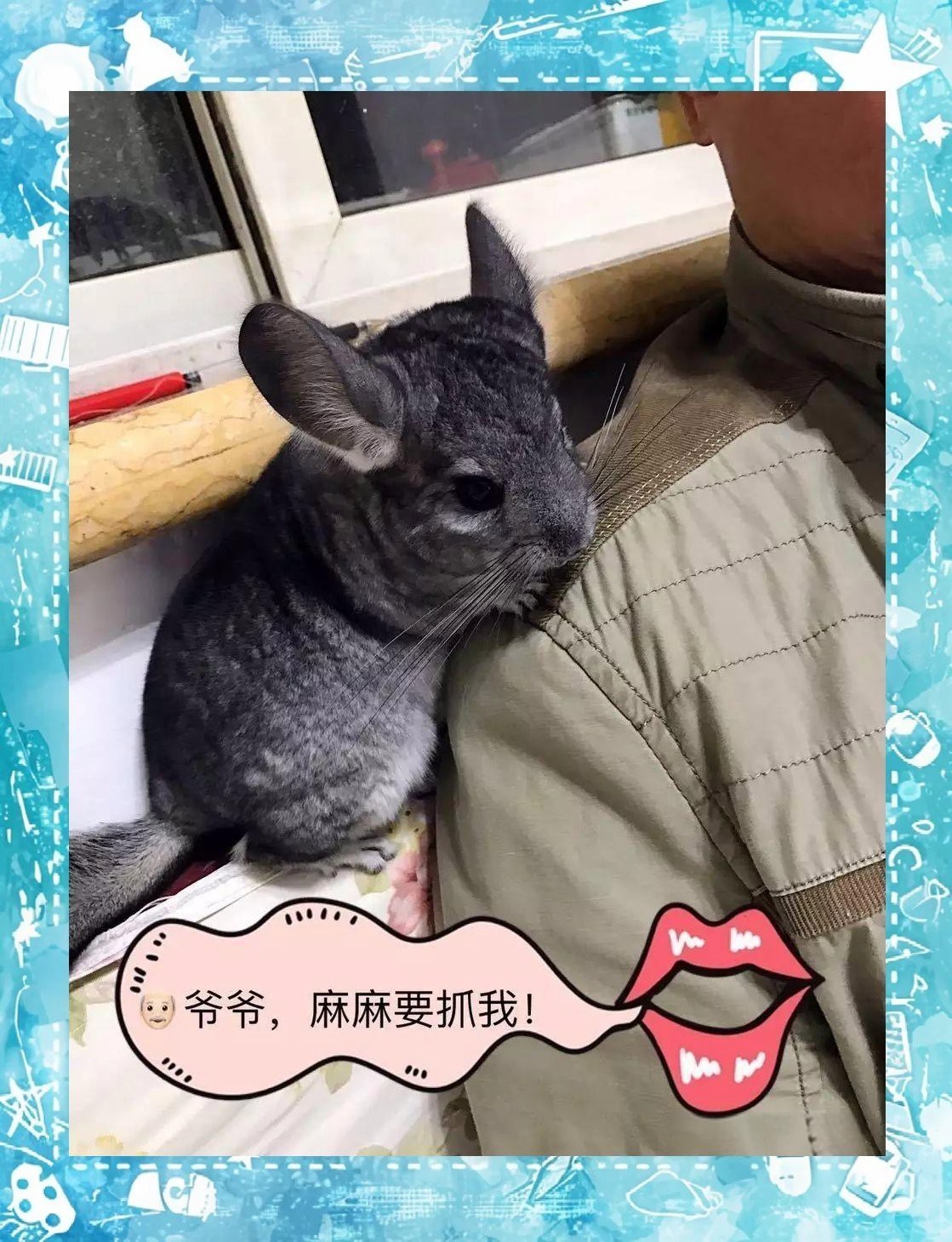 龍貓最忌3種東西|c位老爸，龍貓飲食五大禁忌,你知道嗎