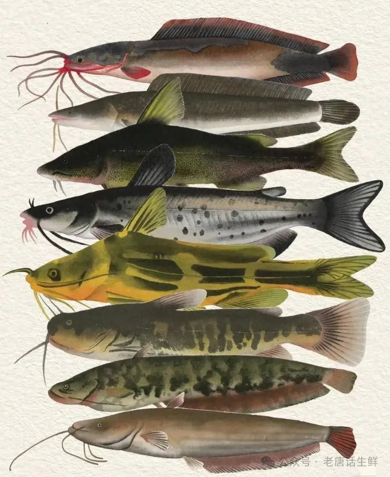 鯰魚種類大全圖解|silurusasotusalis鯰魚鯰魚鯰魚養殖方法
