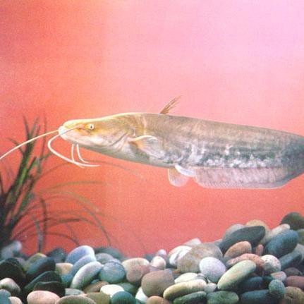 鯰魚種類大全圖解|silurusasotusalis鯰魚鯰魚鯰魚養殖方法