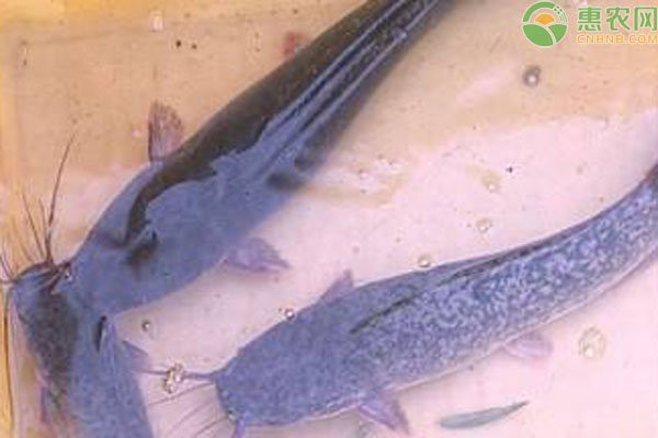 鯰魚種類大全圖解|silurusasotusalis鯰魚鯰魚鯰魚養殖方法