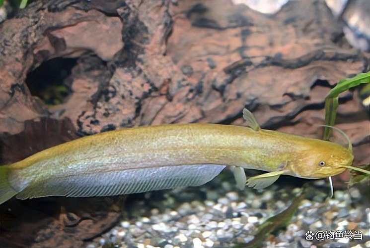 鯰魚種類大全圖解|silurusasotusalis鯰魚鯰魚鯰魚養殖方法