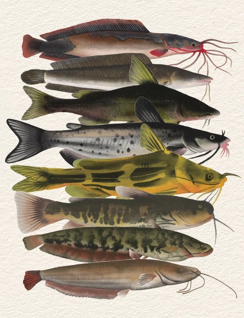 鯰魚種類大全圖解|silurusasotusalis鯰魚鯰魚鯰魚養殖方法