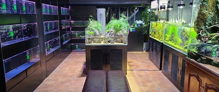 花都水族店|廣州市花都區魚趣花鳥水族店