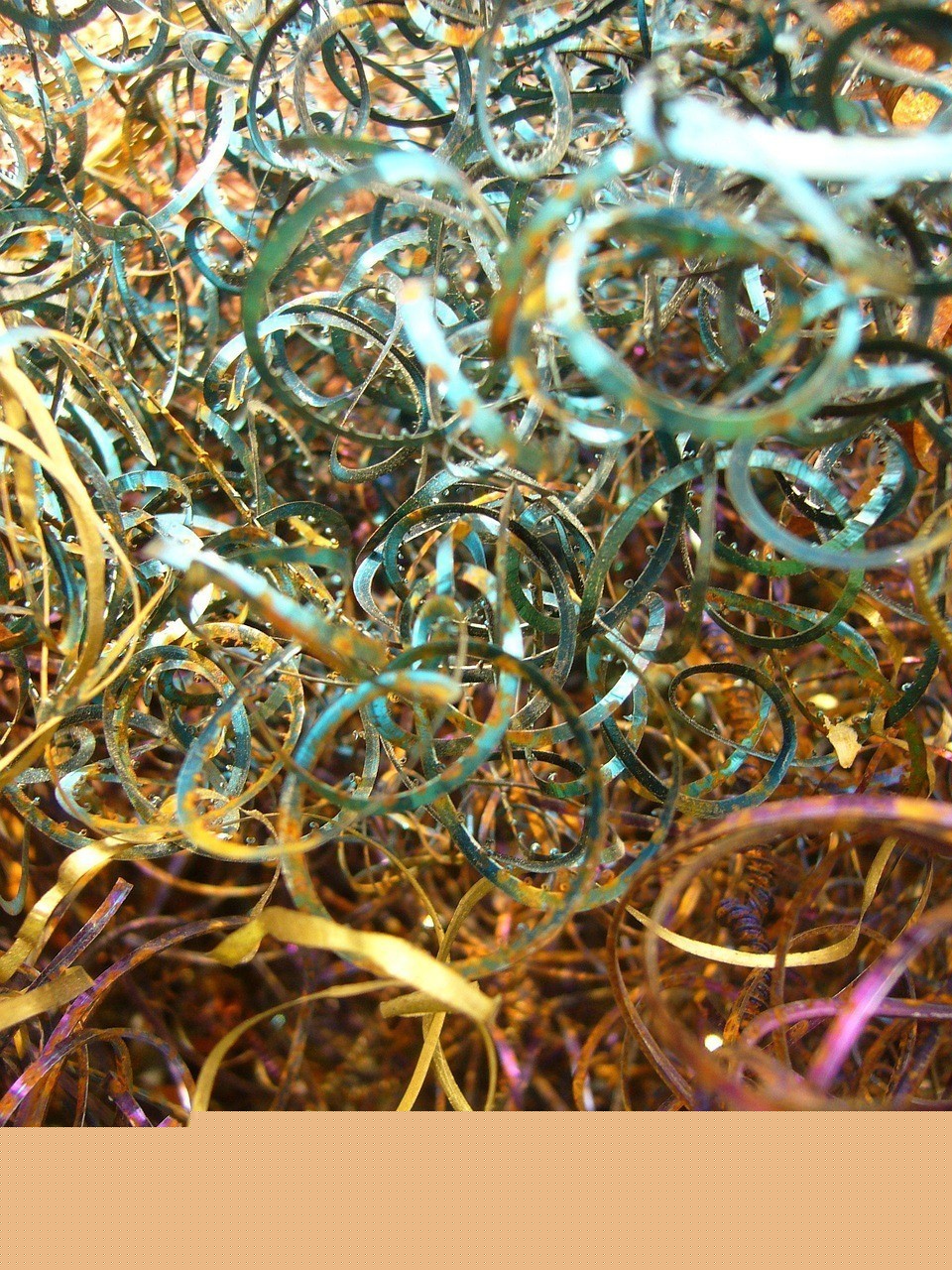 古典過背和金頭過背哪個更稀有？|如何區分金龍魚