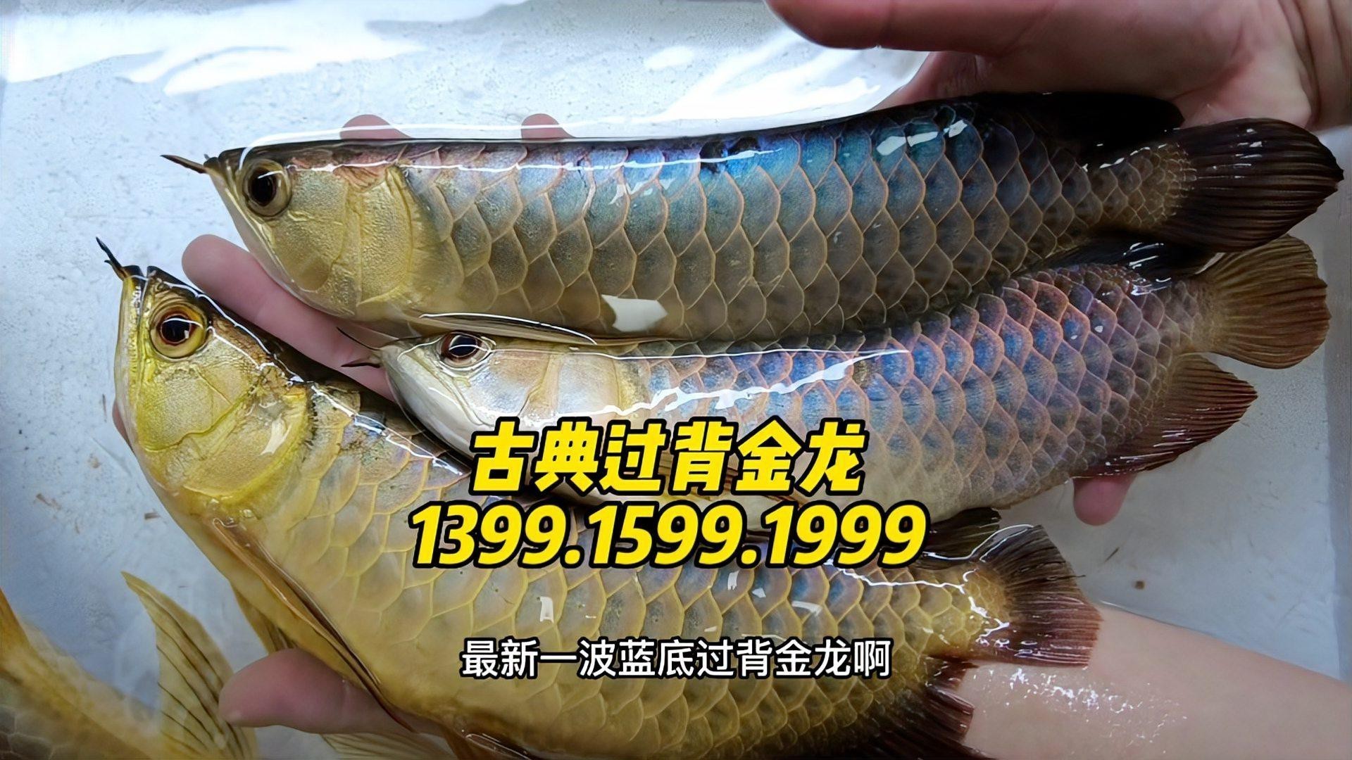 藍底過背金龍魚如何挑選？|古典藍底金龍篩選秘籍 藍底過背金龍魚如何挑選？|古典藍底金龍篩選秘籍 龍魚論壇 第6張